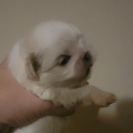 Snow - Biscuit female Pekingese puppy in Burns, Kansas from Pekingese Dynasty