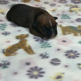 Male 1 - Red male Staffordshire Bull Terrier puppy in Lakeland, Florida from English Creek Staffords