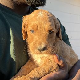 Goldendoodle Puppies from Joe and Dogs