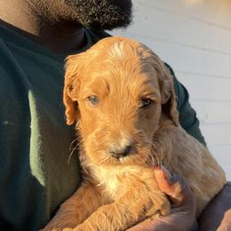Goldendoodle Puppies from Joe and Dogs