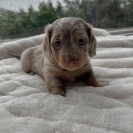 Violet - Dapple female Dachshund puppy in San Diego, California from Enchantables