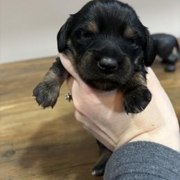 CKC Persia - Black and tan female Dachshund puppy in White Cloud, Michigan from West Michigan Dachshund