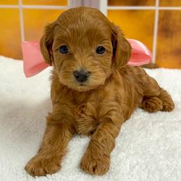 Pinkie Pie (Pink Collar) - Apricot female Goldendoodle puppy in Santa Clara, Utah from Desert Dawn Doodles