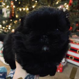 Brown - Black male Pekingese puppy in New Palestine, Indiana from Hausers Perfect Pekingese