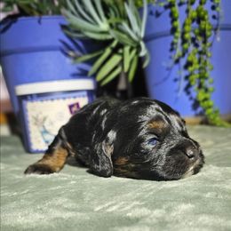 Holly - Black white and tan female Cockapoo puppy in Indiahoma, Oklahoma from Phamily Doodles