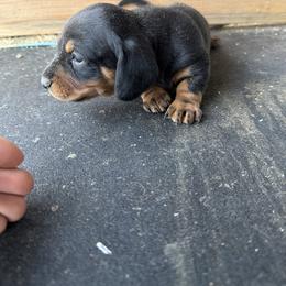 Russel - Black and tan male Dachshund puppy in Pearce, Arizona from Katy West Weenies