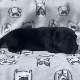 German Shepherd Puppies from Fancy GSDs
