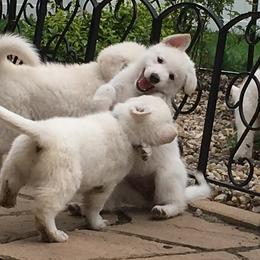 Berger Blanc Suisse and White Shepherd Puppies from Starfyre Berger Blanc Suisse / White Shepherds