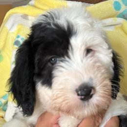 CHEESECAKE - Black and white female Sheepadoodle puppy in Riverside, California from Downtown Doodles & Frenchies
