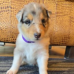 Purple - Blue merle female Collie puppy in Edgar, Wisconsin from Pond View Collies