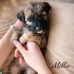 Millie - Wheaten female Whoodle puppy in Knoxville, Tennessee from Fleury Farm Doodles TN