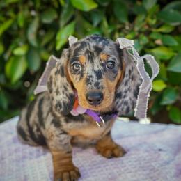Marsha - Dapple female Dachshund puppy in Temecula, California from Naomi Magee's Dachshund Kennel