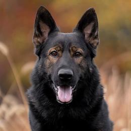 German Shepherds from Augenblick Kennels