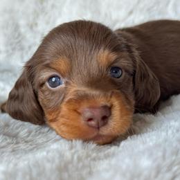 BAXTER - Chocolate and tan male Dachshund puppy in Holtwood, Pennsylvania from Holly Hill Dachshunds
