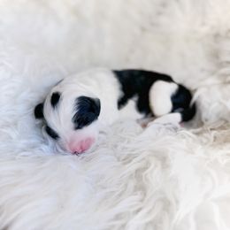 Old English Sheepdog and Sheepadoodle Puppies from Doodlefolk