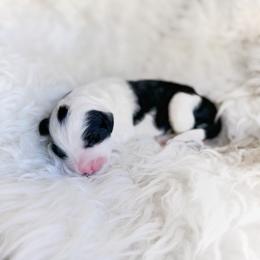 Old English Sheepdog and Sheepadoodle Puppies from Doodlefolk