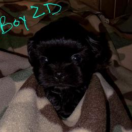 Boy 2 D - Black male Shih Tzu puppy in Buxton, Maine from Shih Tzu Junction