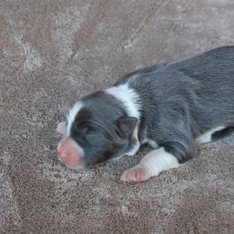 Jewel - Slate female Border Collie puppy in Courtland, Alabama from C Bar C Ranch Border Collies