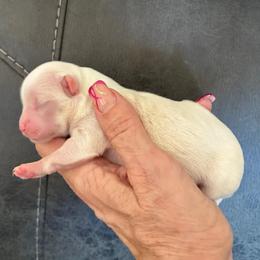 Rio - Cream male Chihuahua puppy in Menifee, California from Lane’s Little Long Coats