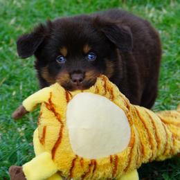 Boy 1 - Red tri male Miniature Australian Shepherd puppy in Lawton, Oklahoma from Lindsey’s Aussies