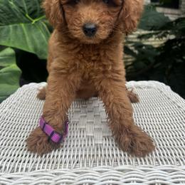 Goldendoodle Puppies from Mini Golden Doodles
