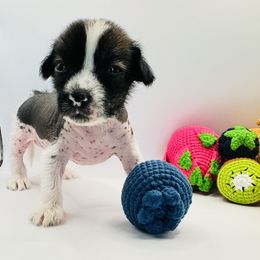 Chinese Crested and Yorkshire Terrier Puppies from FronkLinn Kennel