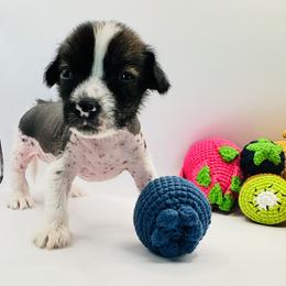 Chinese Crested and Yorkshire Terrier Puppies from FronkLinn Kennel