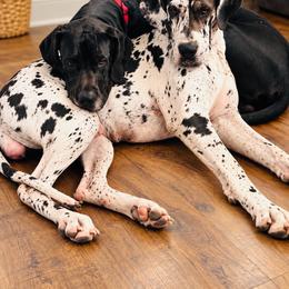 Great Dane puppies from Dashing Danes
