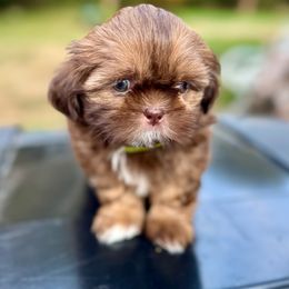 Boy 2 - male Shih Tzu puppy in Wakefield, Rhode Island from Shih Tzu Companions