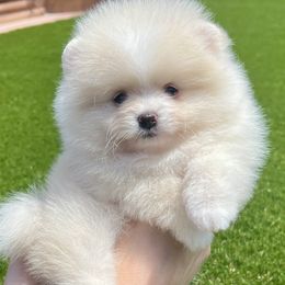 Thor - Cream male Pomeranian puppy in Hot Springs, Arkansas from Pomeranian Empire