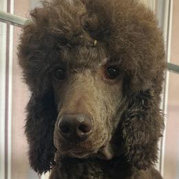Remy - Brown male Poodle puppy in Denton, Maryland from Cajun Girl Kennels