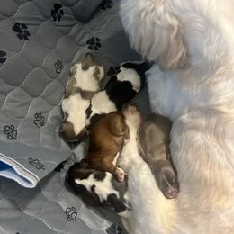 Shih Tzu Puppies from The Lion dog Shih Tzu