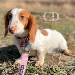 Dachshund Puppies from Camacho_Dachshunds