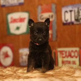 Vera - Bi-color female German Shepherd puppy in Philippi, West Virginia from Vom Haus Highlands