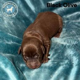 Olive - Chocolate male Labrador Retriever puppy in Elloree, South Carolina from Moonlight Kennels LLC
