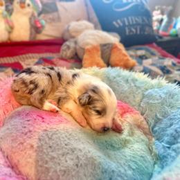 Romeo - Blue merle male Australian Shepherd puppy in Williston, Florida from Over The Rainbow Aussies