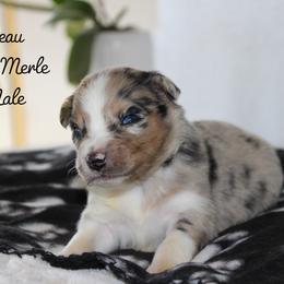 Beau - Blue merle male Australian Shepherd puppy in Crane, Missouri from Westrip Angus & Aussies