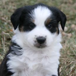 Min25 - Black tri male Miniature Australian Shepherd puppy in Fairview, South Dakota from Dakota Toy Aussies