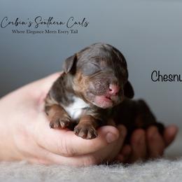 Goldendoodle and Poodle Puppies from Corbin’s Southern Curl’s