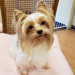 Maltese, Maltipoos, Poodles, and Yorkshire Terriers from Michael Chang's Breeding Program