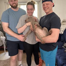 Weimaraner Puppies from Meadow Ridge Weims and Danes