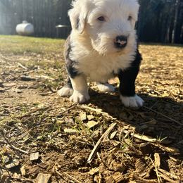 Old English Sheepdog Puppies from Walnut Ridge Farms OES