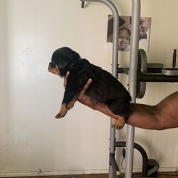 Rottweiler Puppies from Rottweiler Land