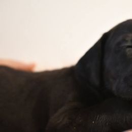 Marmalade - Black female Great Dane puppy in Salem, Oregon from Gigantes de Cervantes