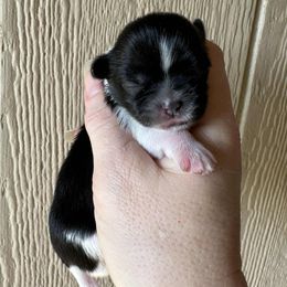 Black with white girl - Blue and white female Shih Tzu puppy in Vinita, Oklahoma from Locust Creek Shih Tzu & Havanese