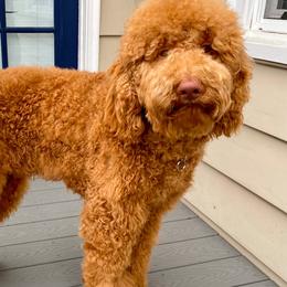 Louis - Poodle