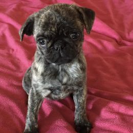 Pugs from Potts' Pugs
