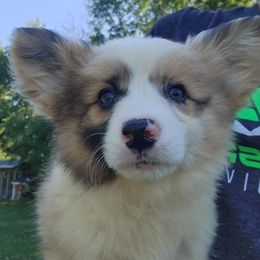 Boy 2 - Sable merle and white male American Corgi puppy in Odessa, Missouri from LOYAL T K9's CORGIS