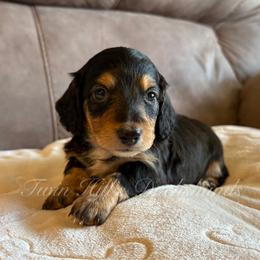 Dusti's Boy 1 - Black and tan male Dachshund puppy in Jonesboro, Illinois from Twin Hills Dachshunds