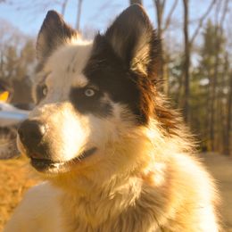 Tahni - Native American Indian Dog